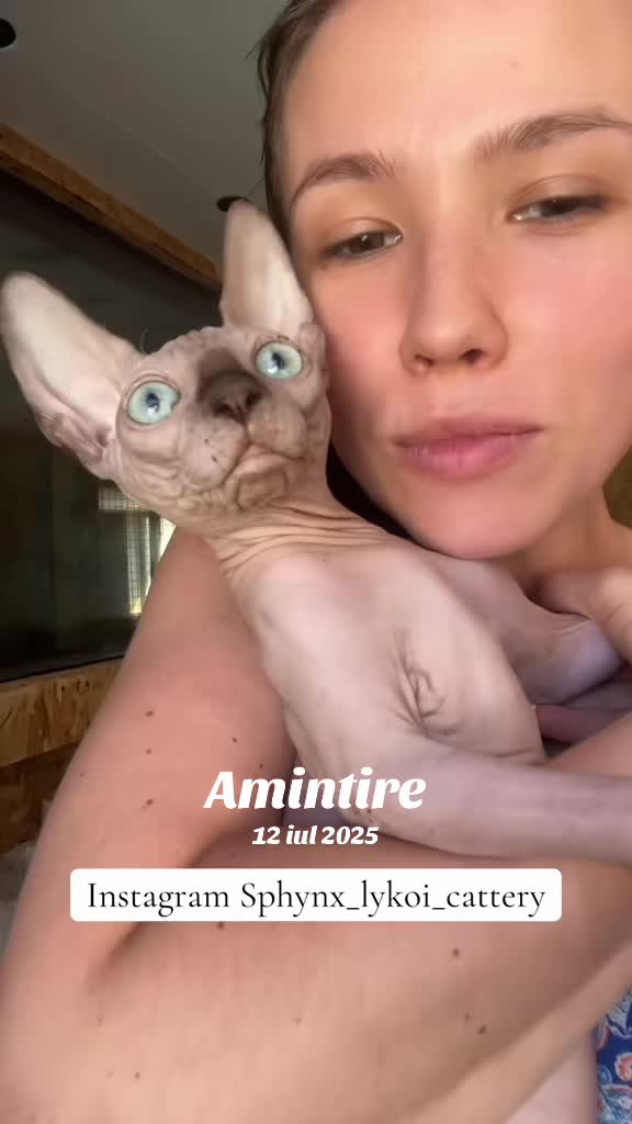 @Diana Ciortan Sphynx Romania