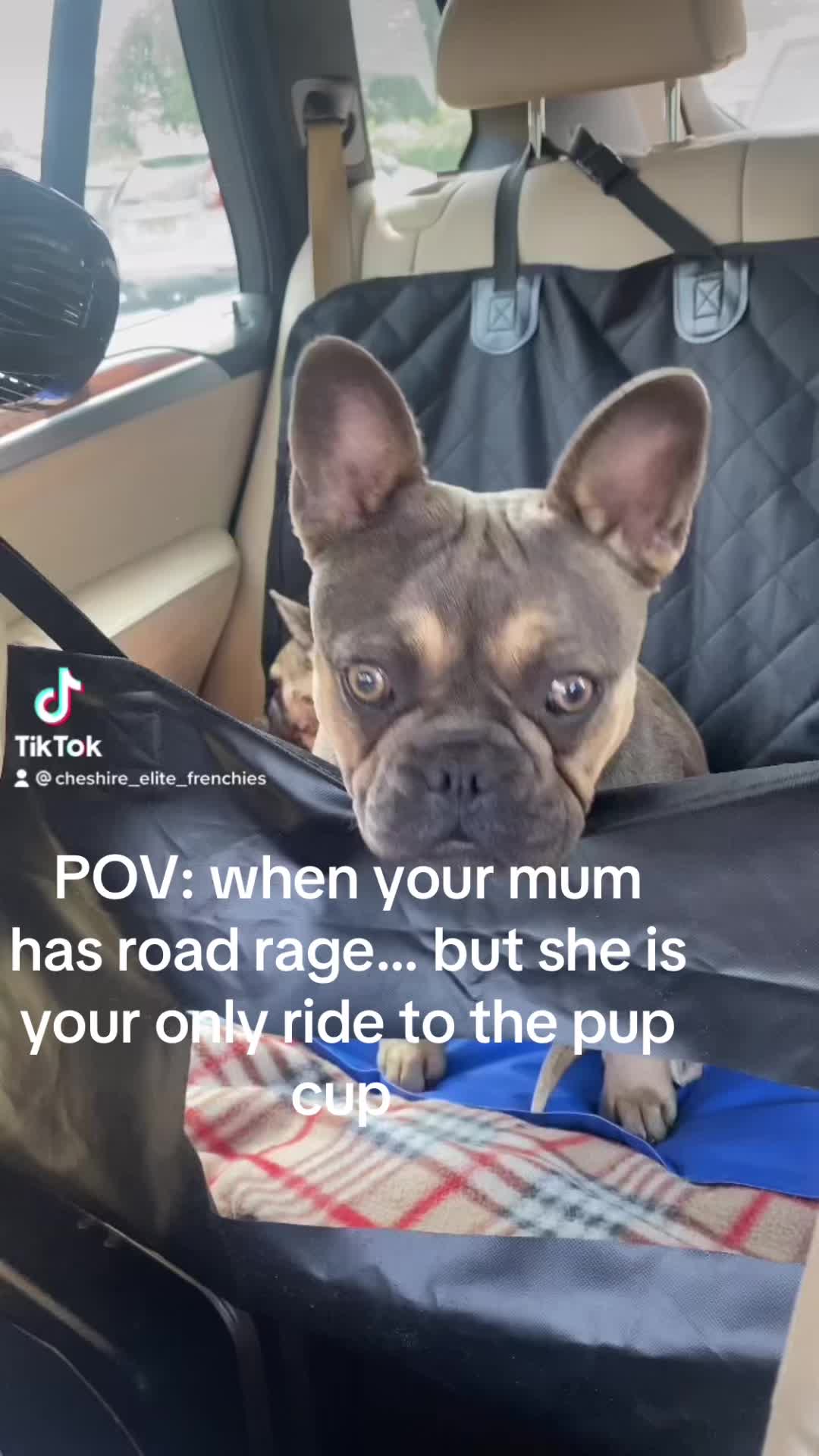 @Cheshire elite frenchies