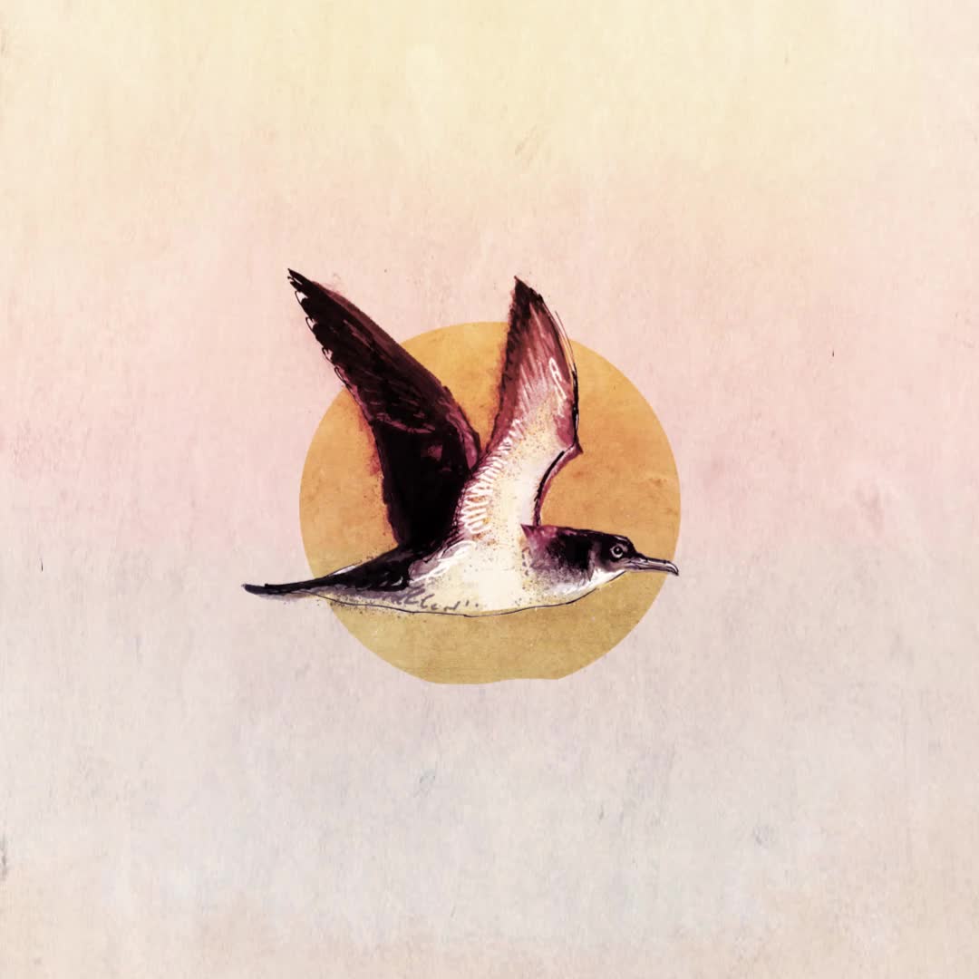 @sarahcarysart