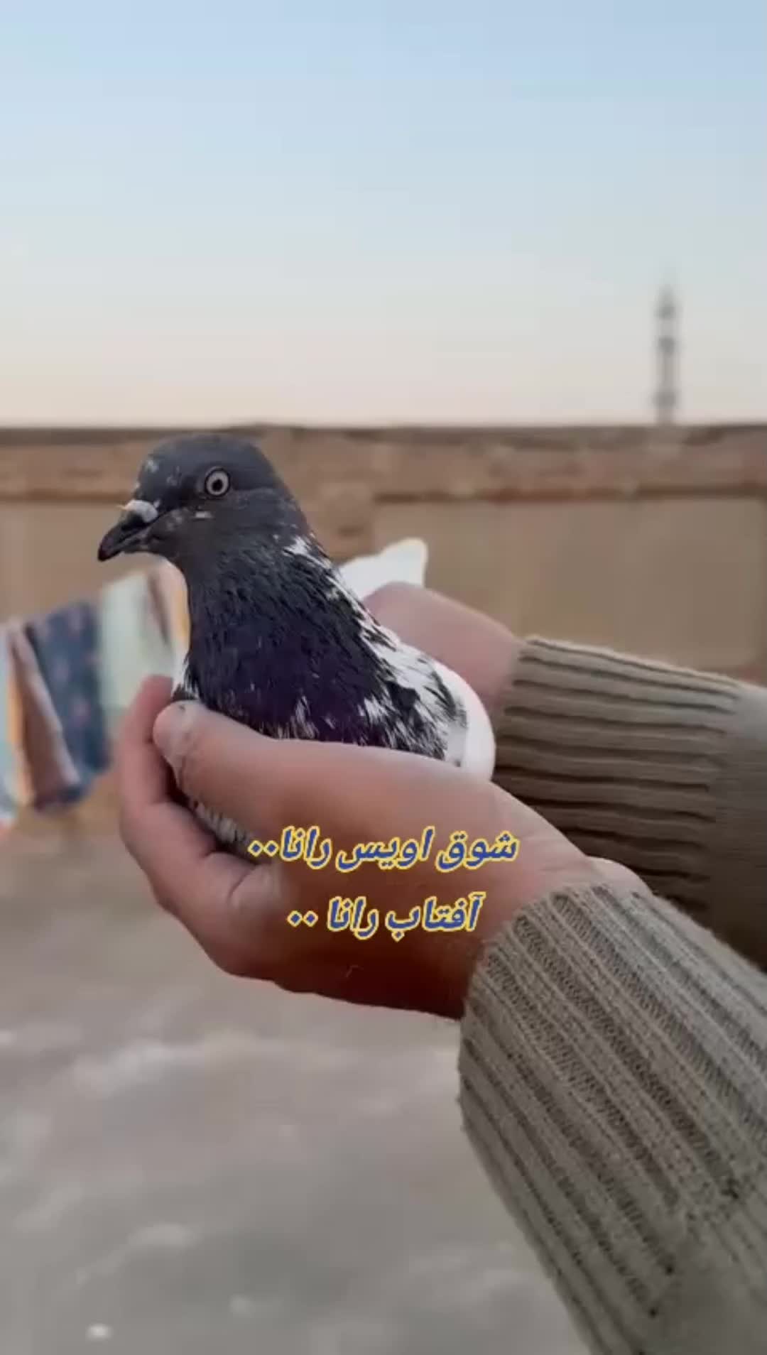 @آفتاب رانا۰۰(میانوالی)