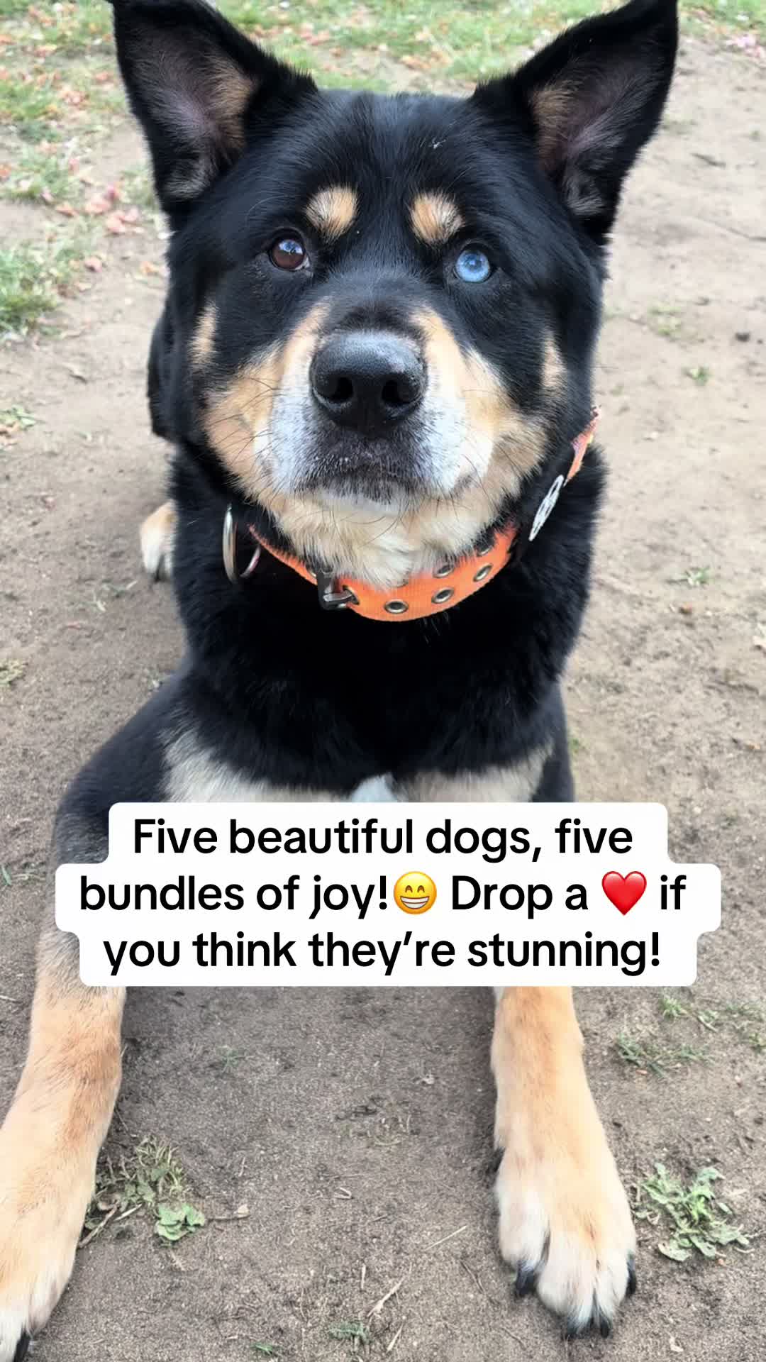 @Pawsome Fivesome