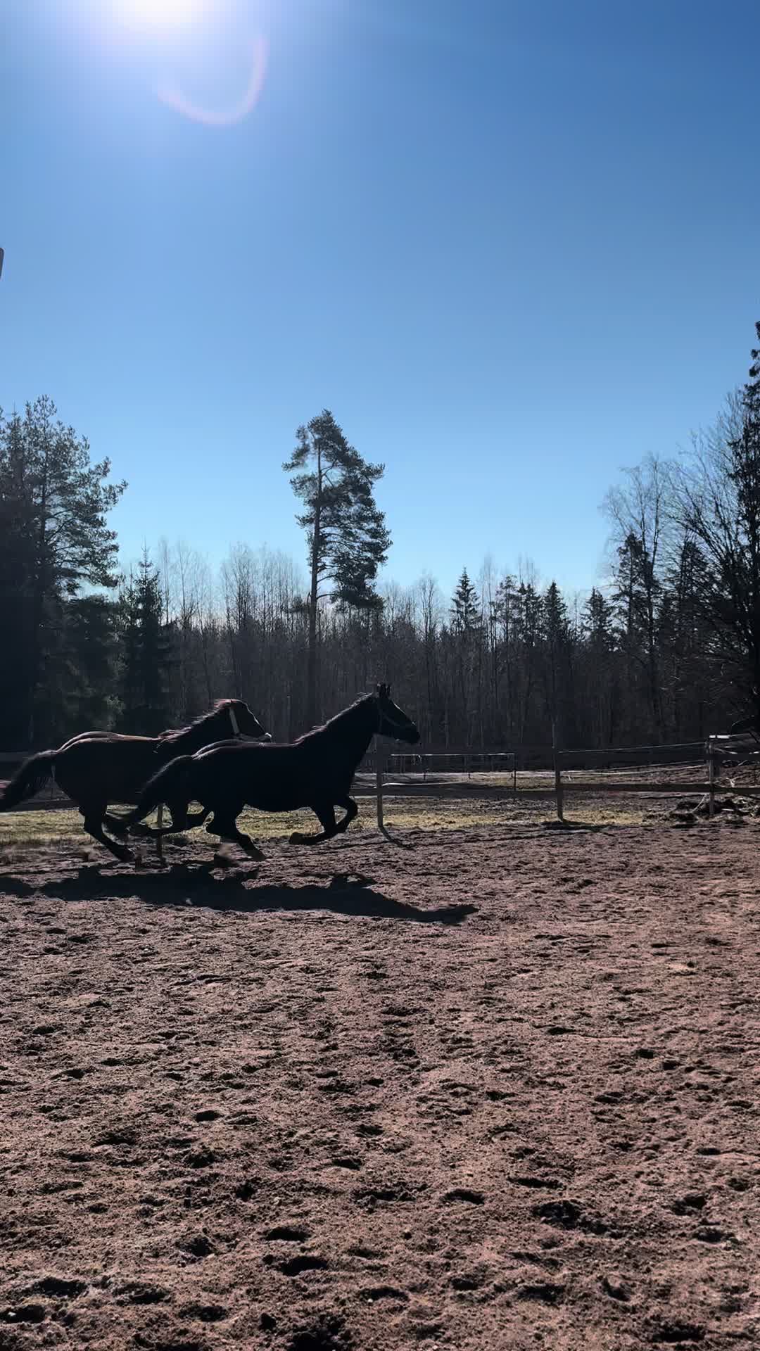 @Koivuniemen talli 🦄