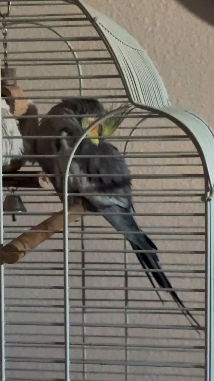 @Mis bichitos 🐽🦜🐈🐈⬛