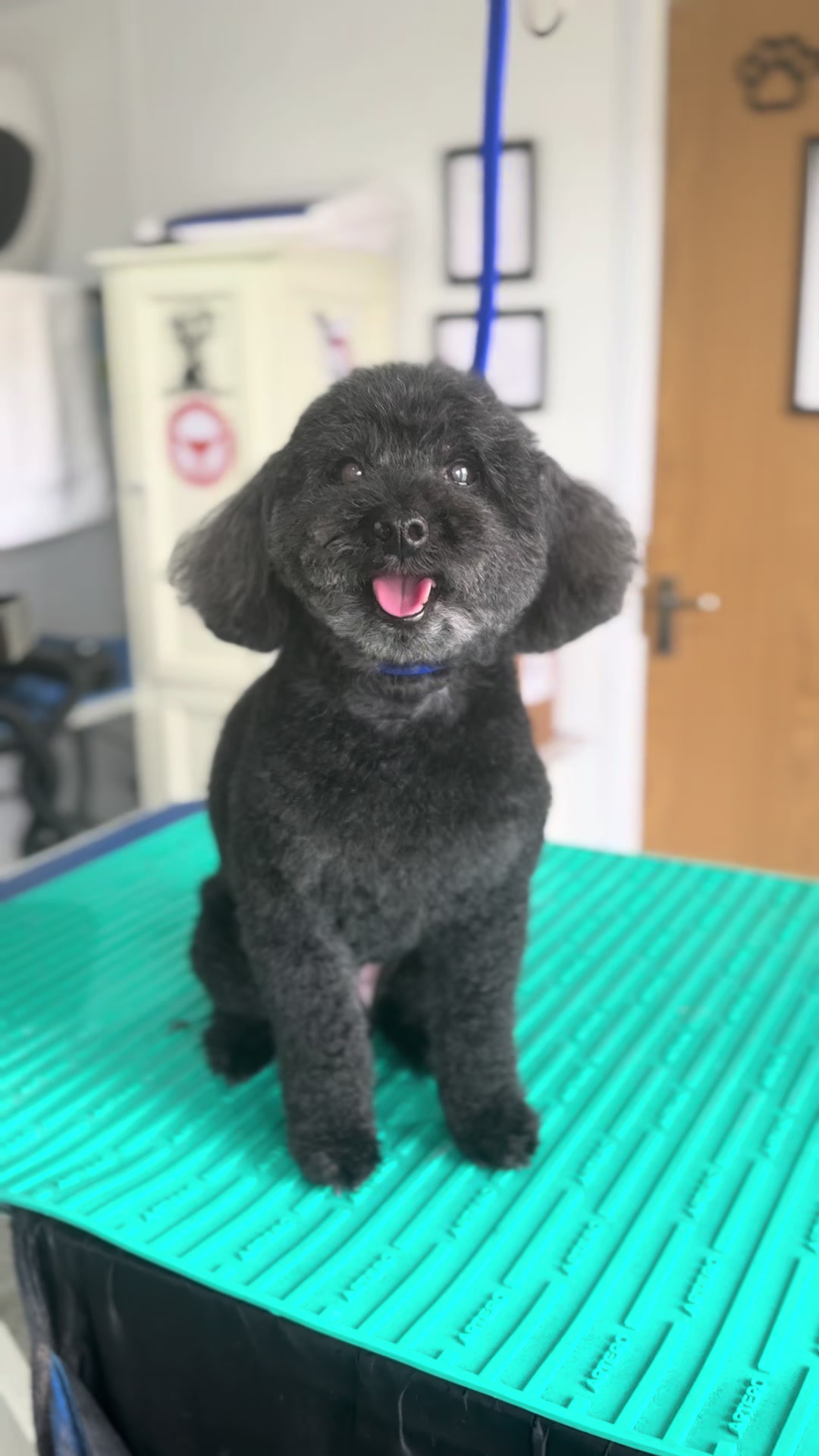 @madeleinesdoggrooming