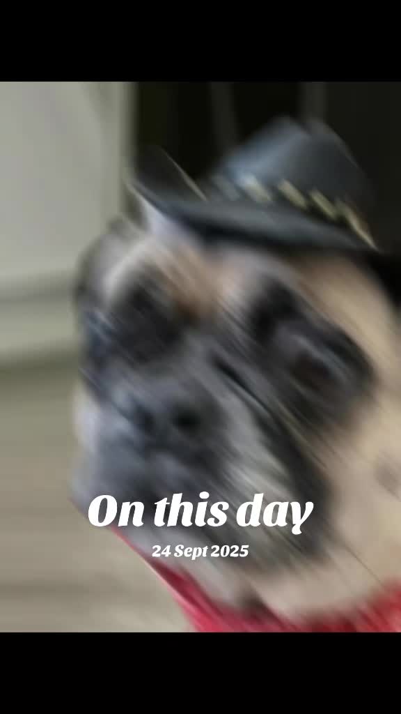@Frank & Gizmo