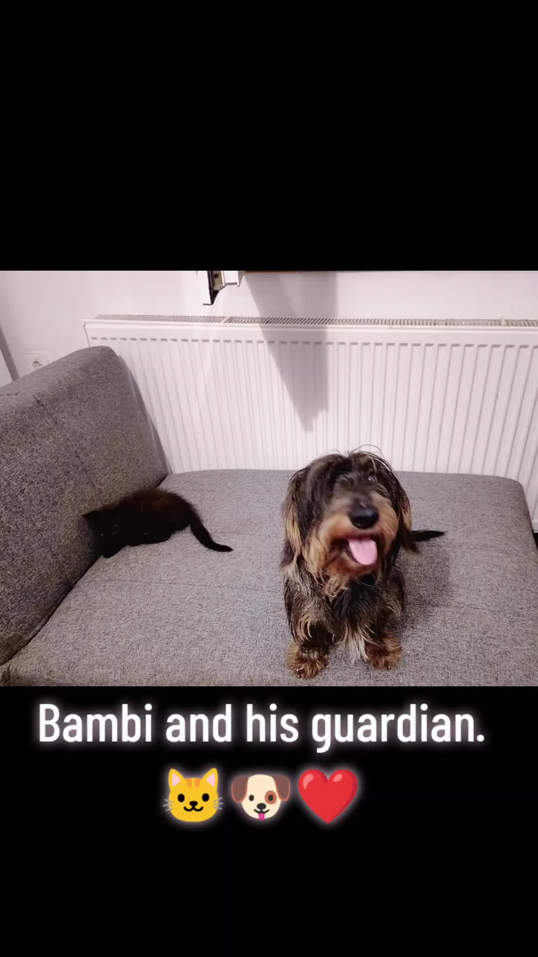 @MicroCat🐈⬛Kaya🐈⬛🩷💎