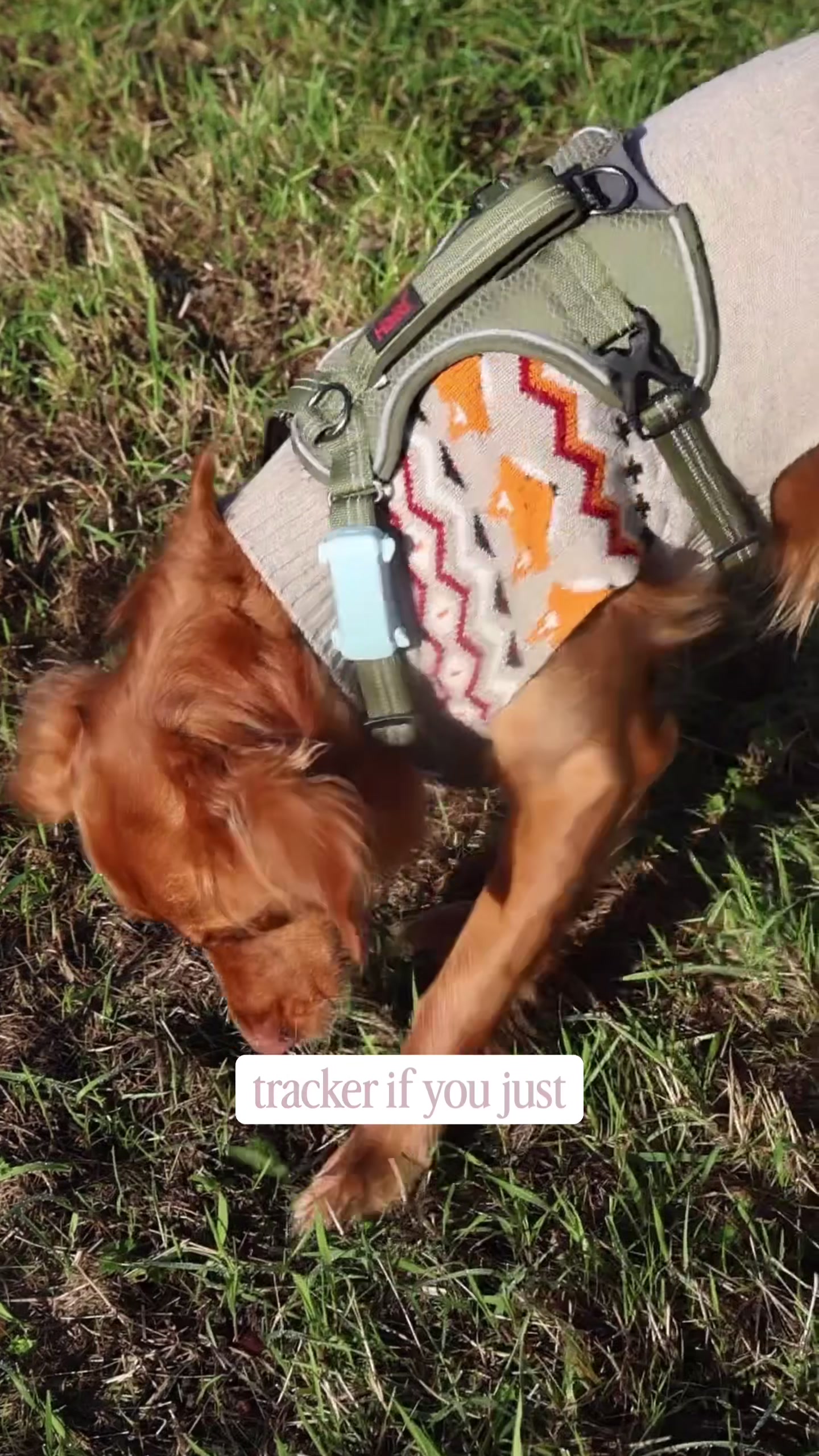 @Amelia the Dog Trainer
