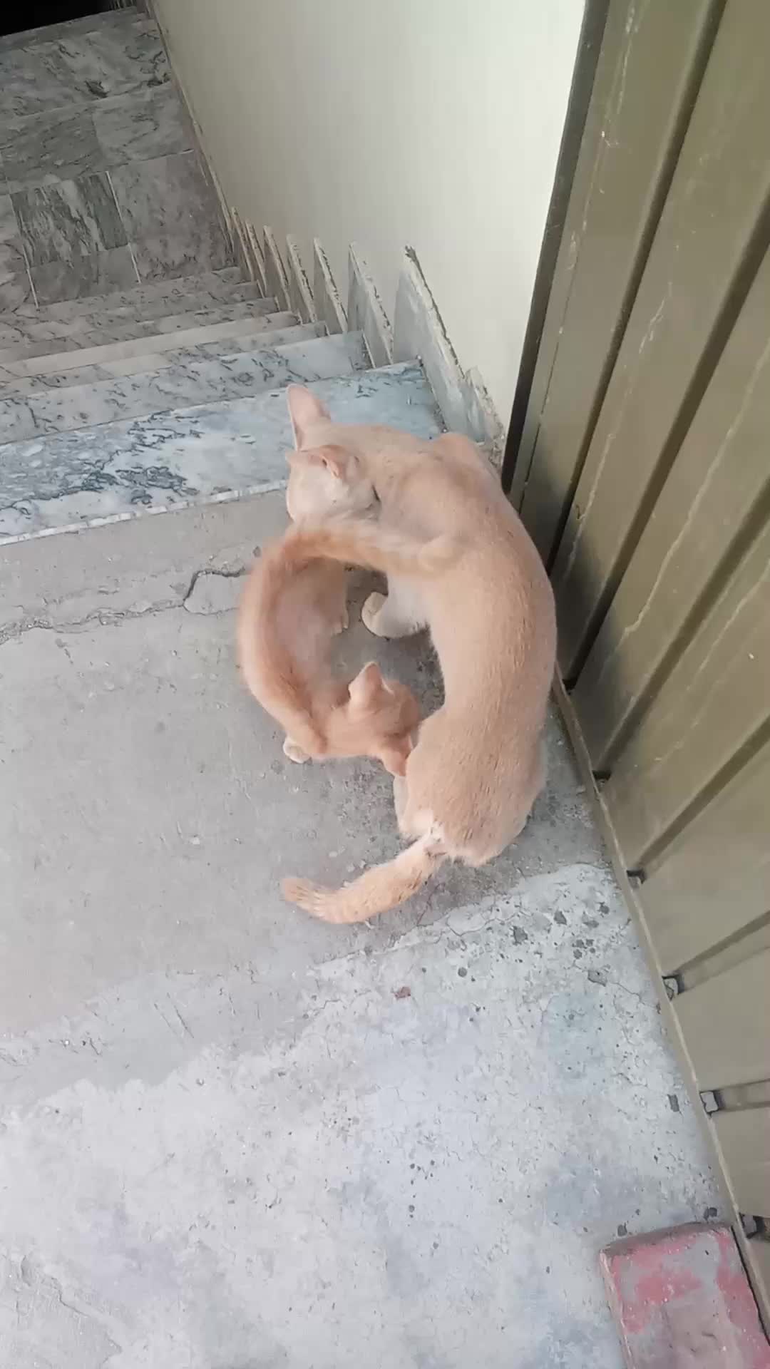 @cutecatlover8172
