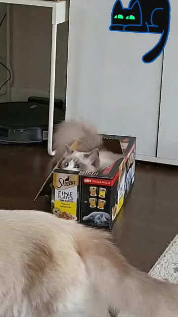 @Daisy The Cat