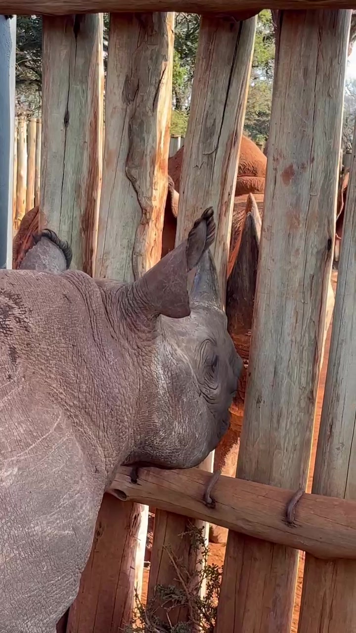@SheldrickTrust