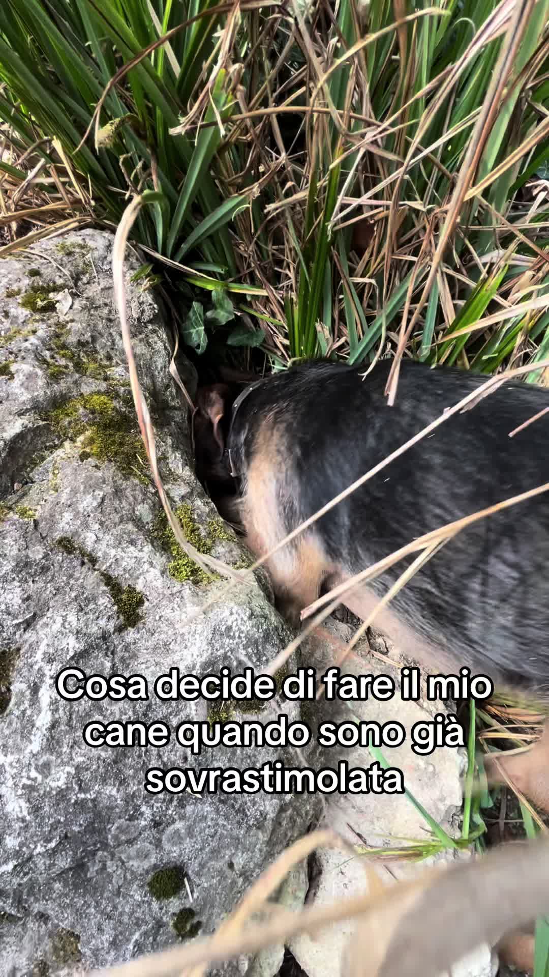 @Vitto🍇🐆