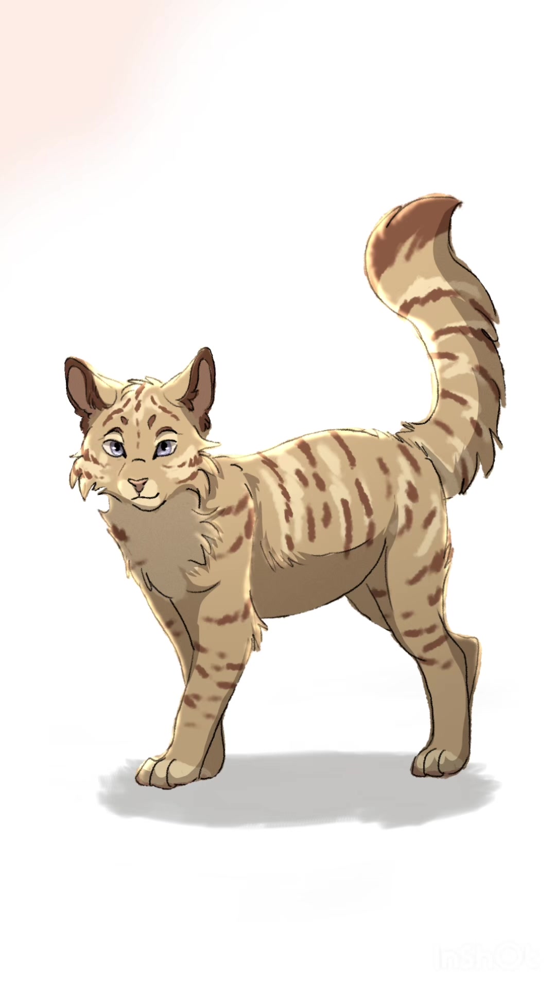 @Cattalents