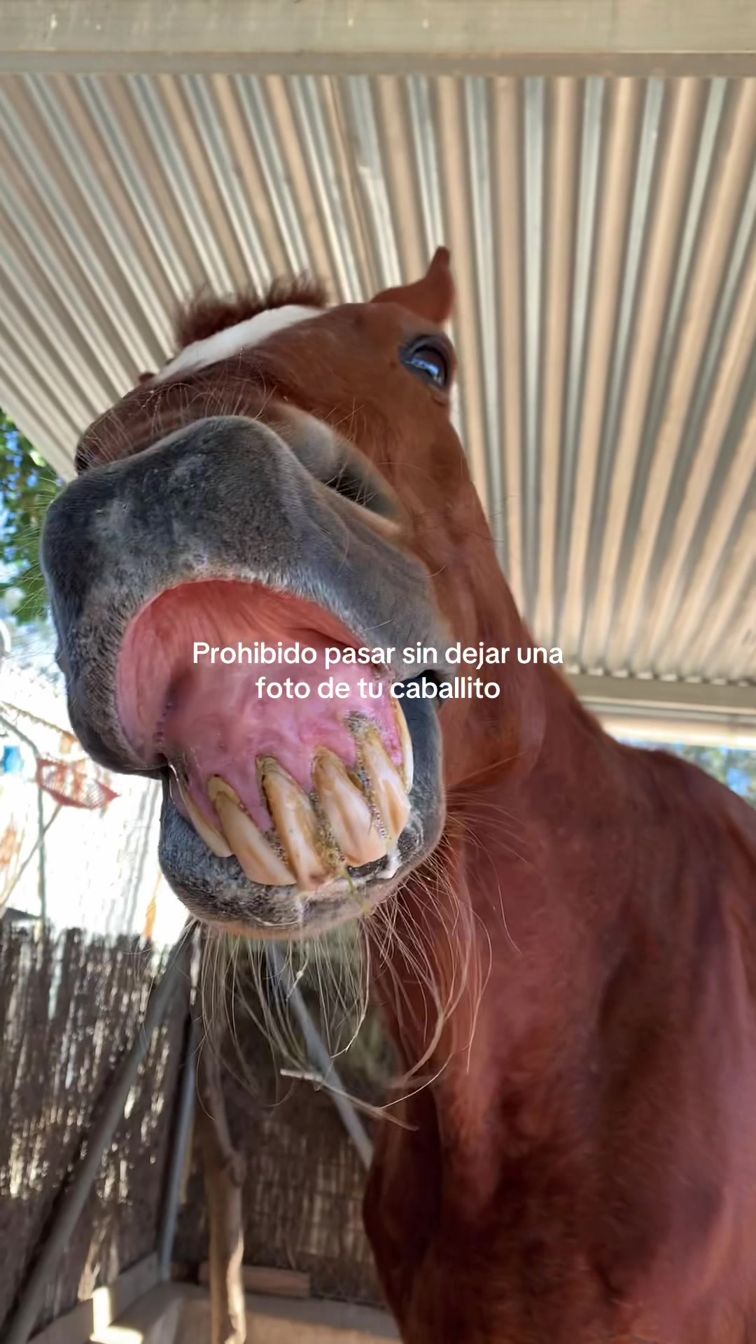 @MyHorse