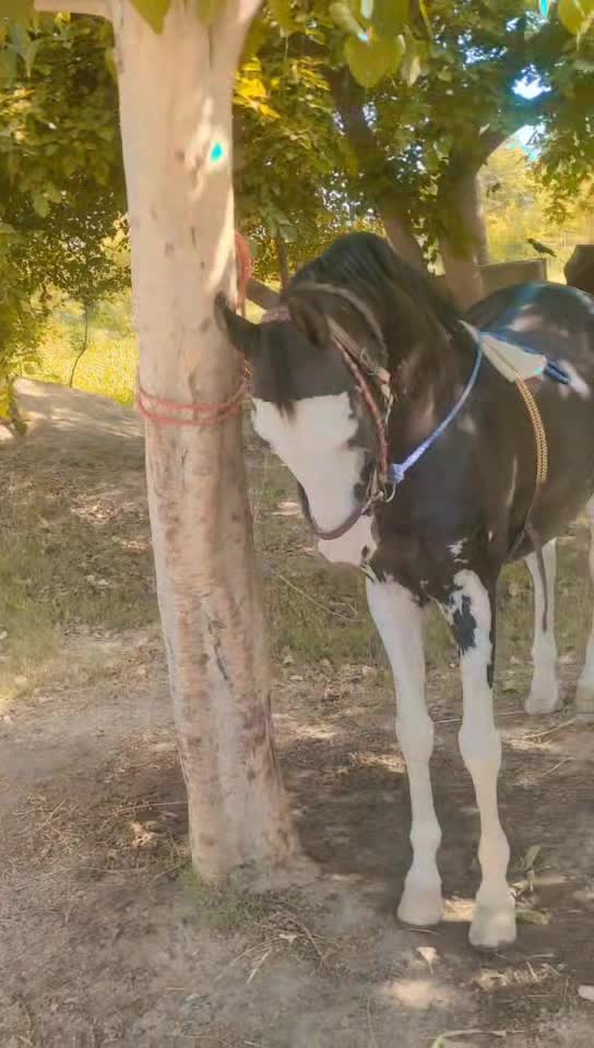 @Malik Ali Abbas Saggu🔥