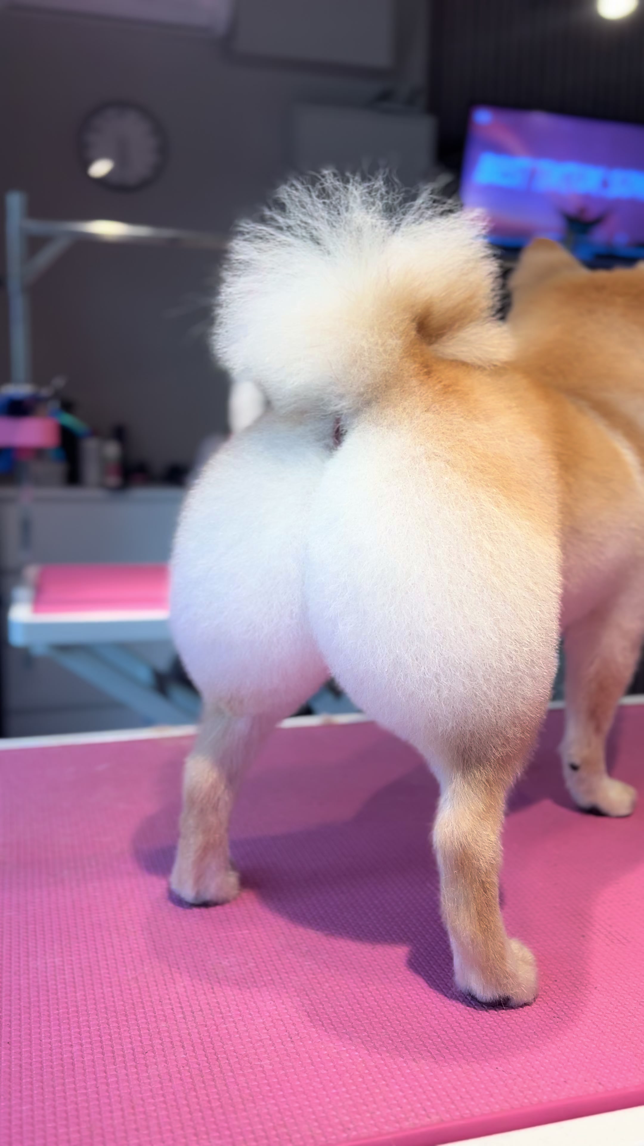 @PetStylist_Teti