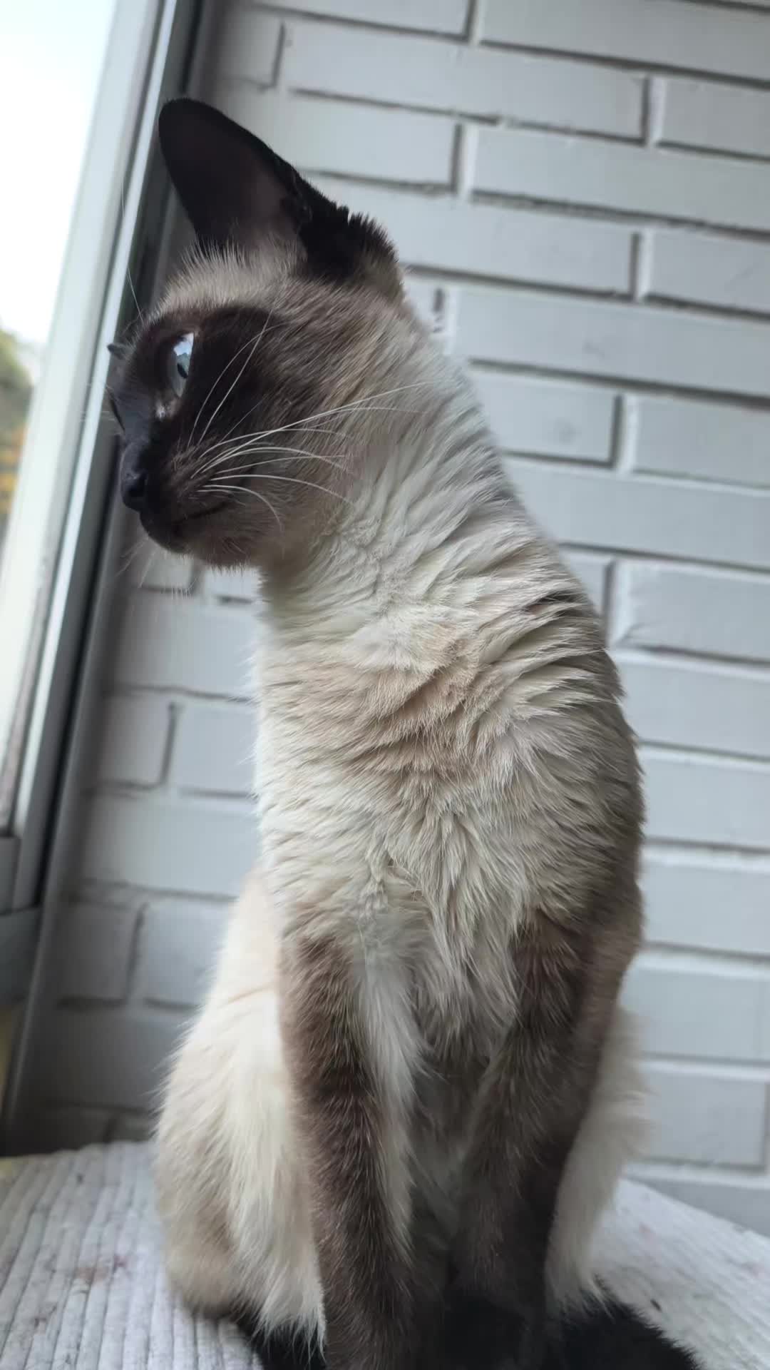 @La loca de los gatos
