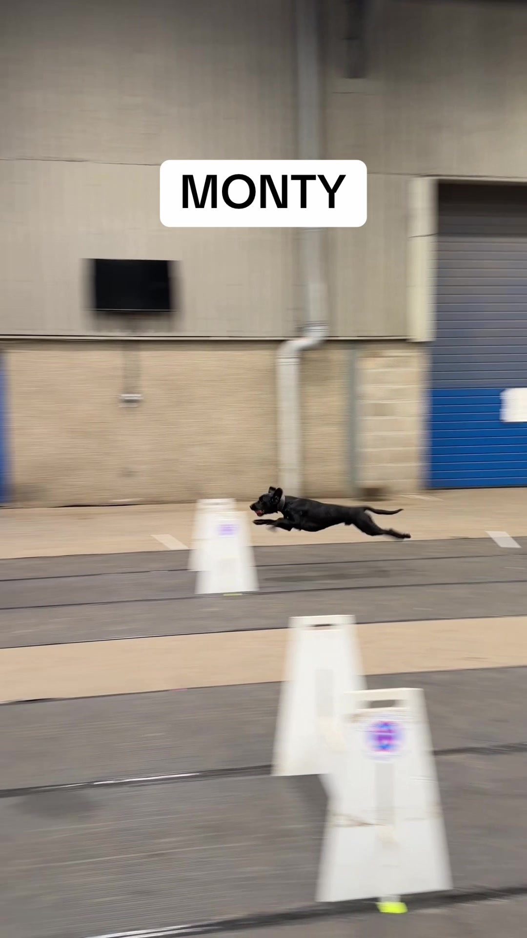 @Pawsitivity Flyball Team