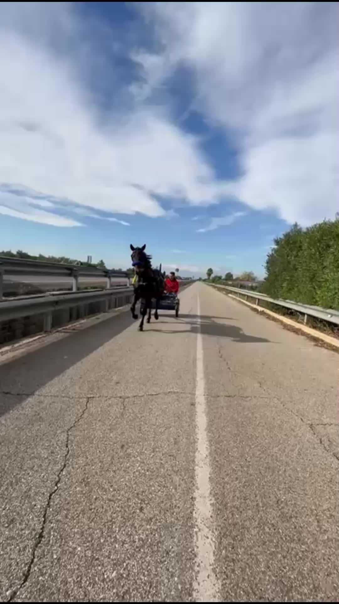 @rocco letizia ⚜️🐴