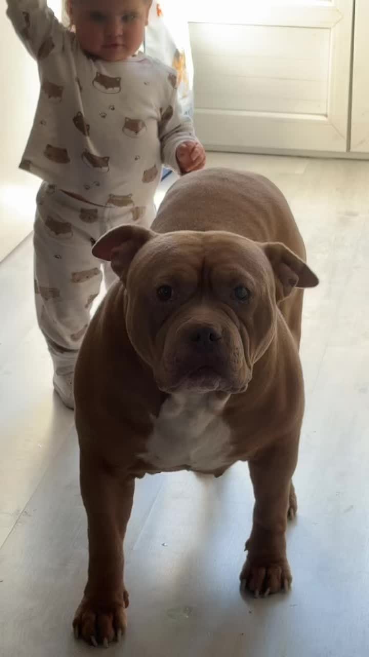 @🧩team bully🐶🧸