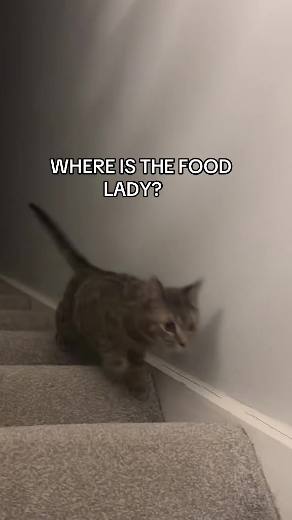 @😺Timothythecat0😺