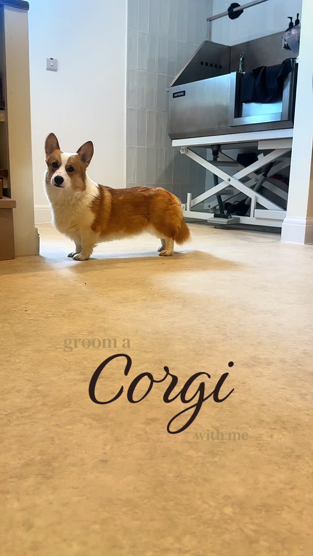 @thesecretdogspa