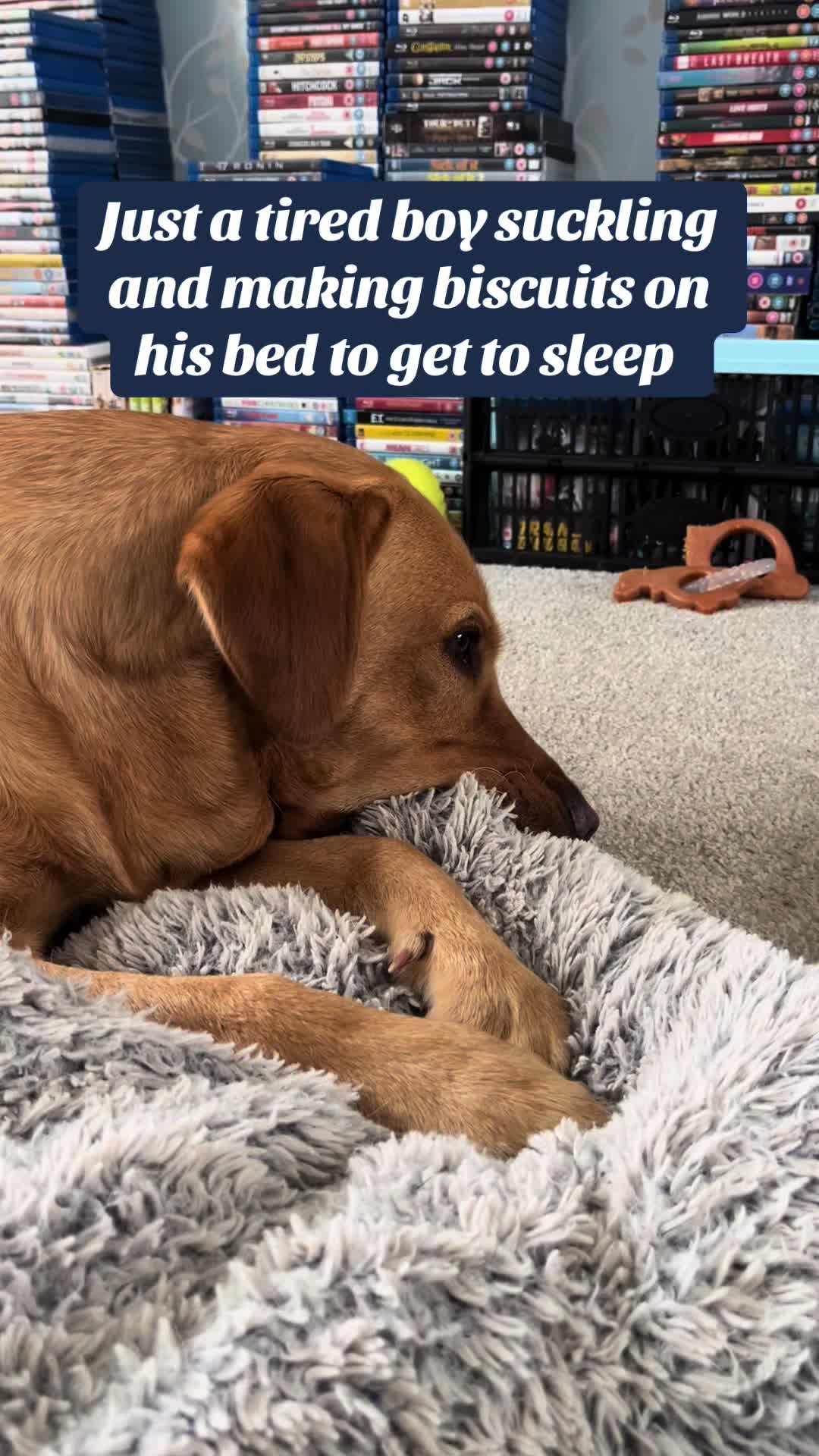 @Rudy🦮