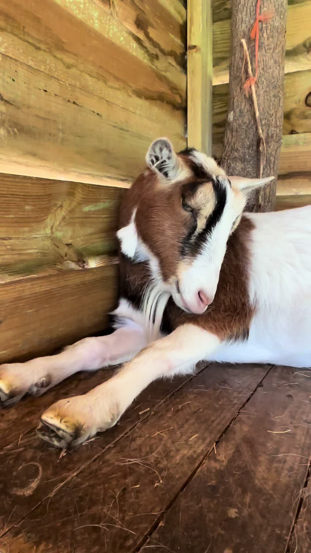 @GiddyAboutGoats
