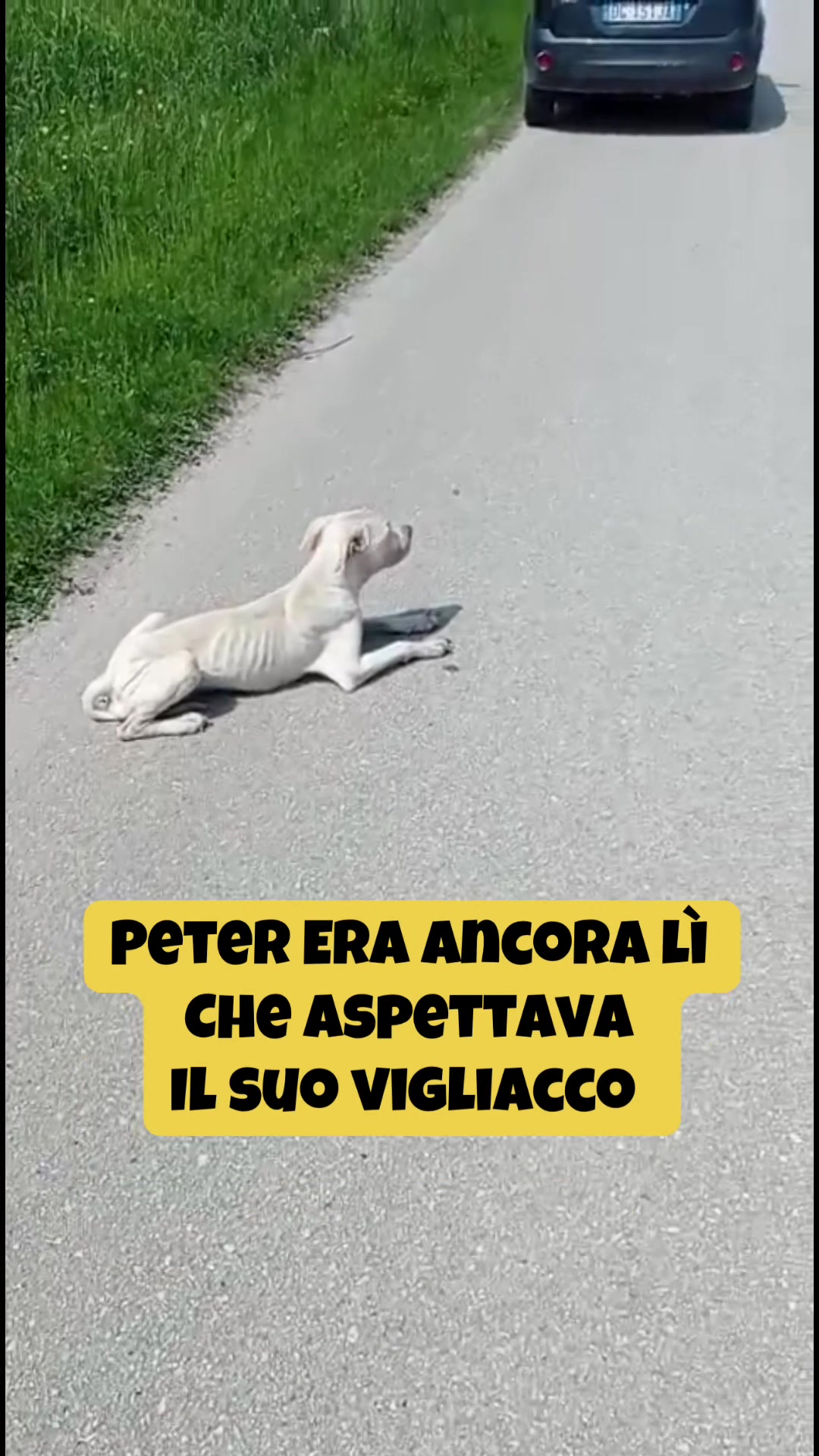 @Solo per amor loro 🐾🐾🐾🐾