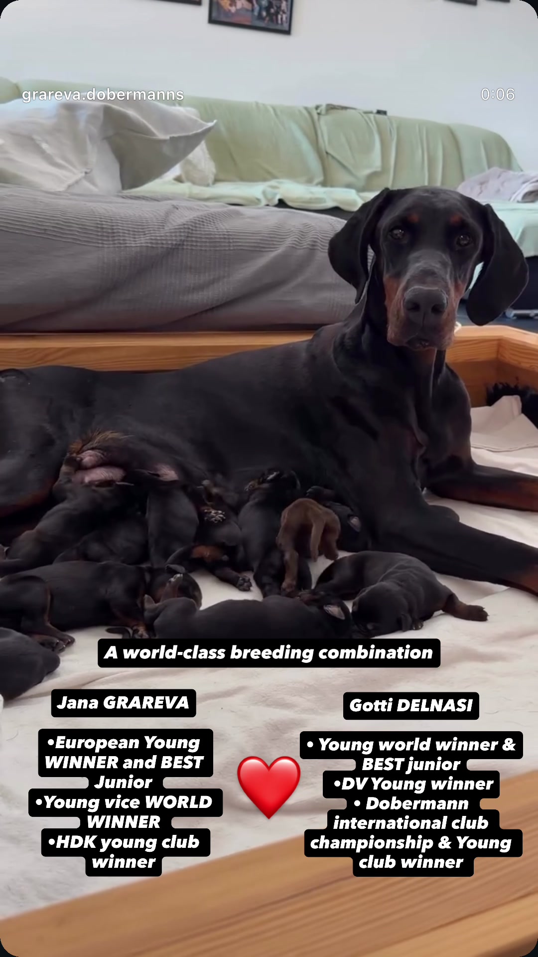 @GRAREVA dobermanns