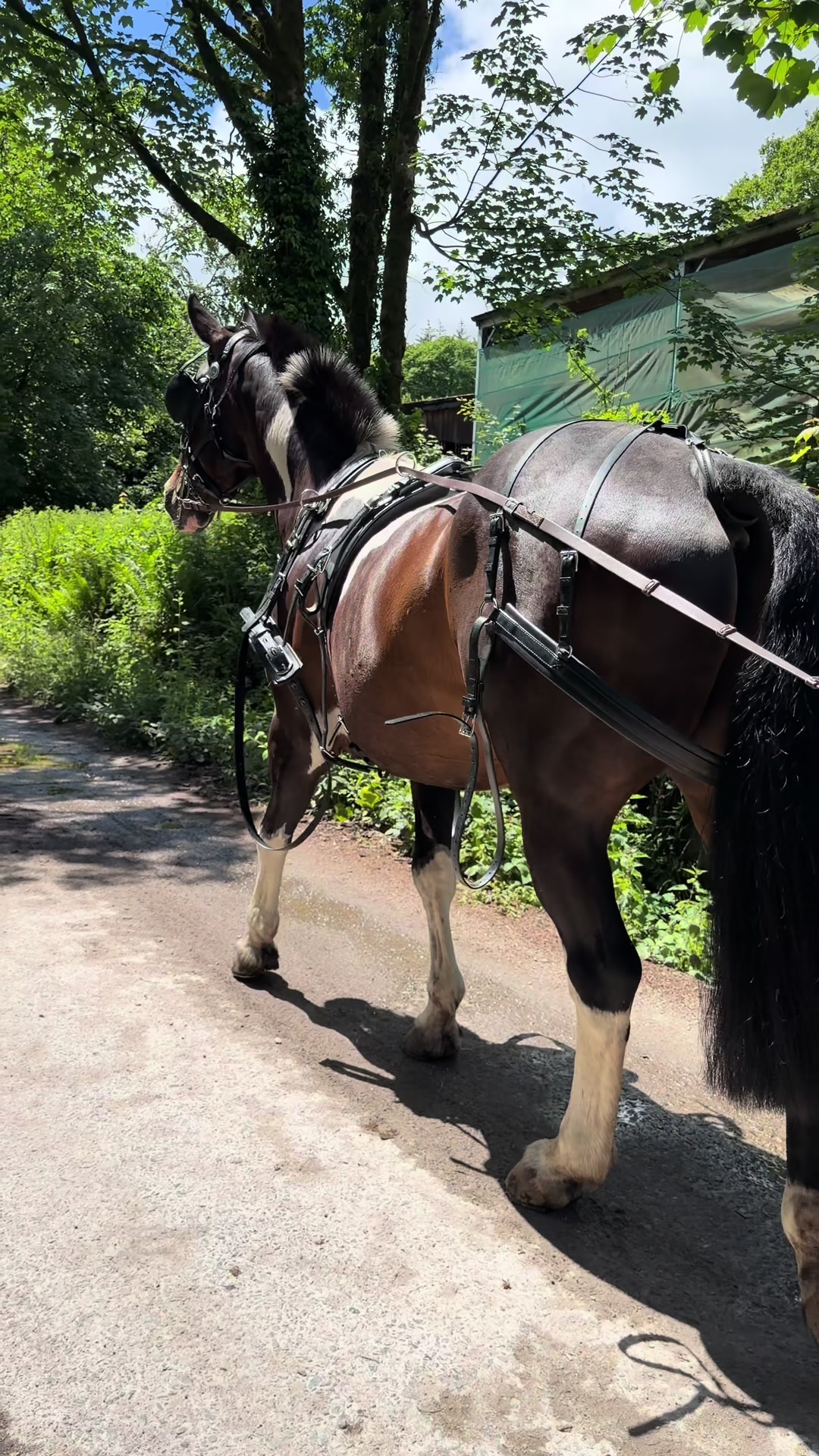 @Dartmoor Carriages