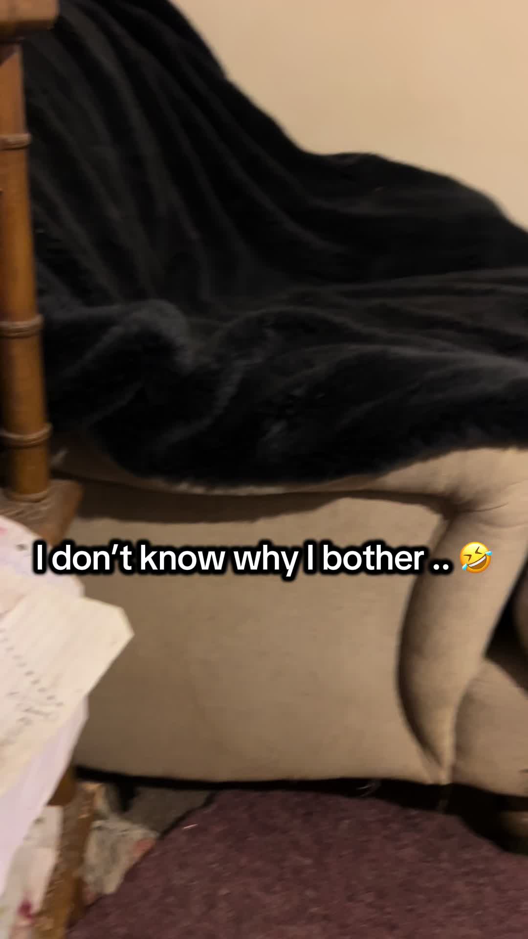 @Pipstar 🐕&zwj;🦺