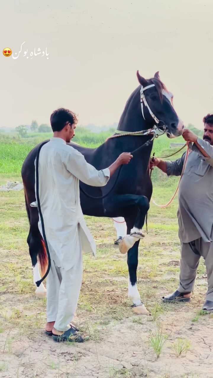 @Ch Hammad bokan ♥️🐎
