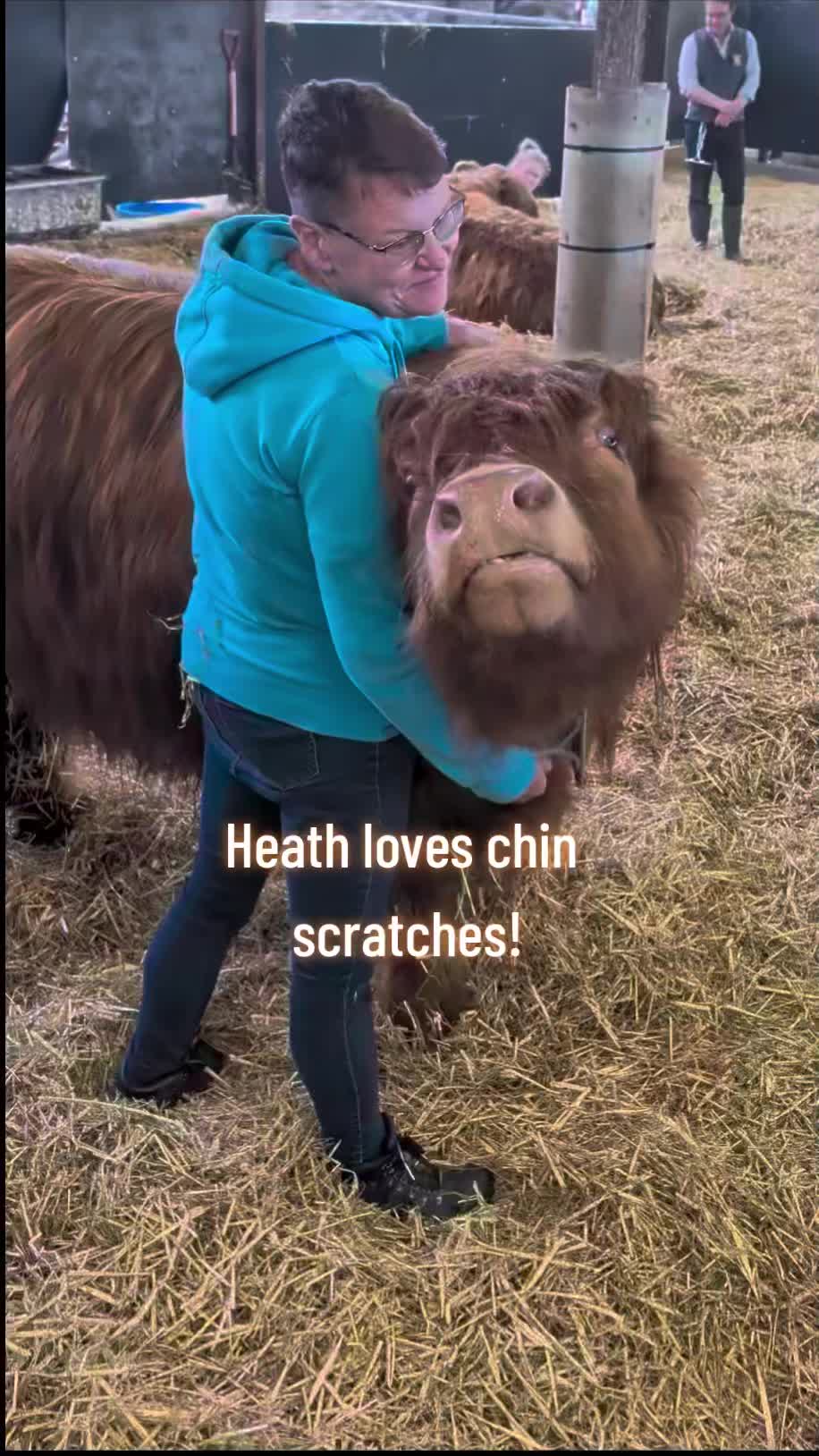@Dumble Farm Highland Cows