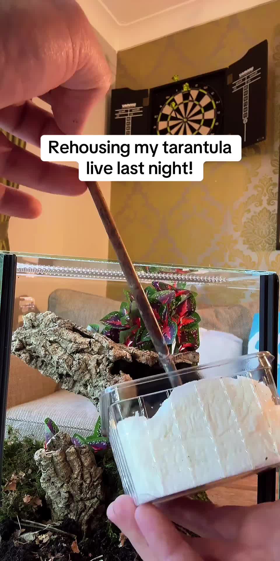 @TommyTarans