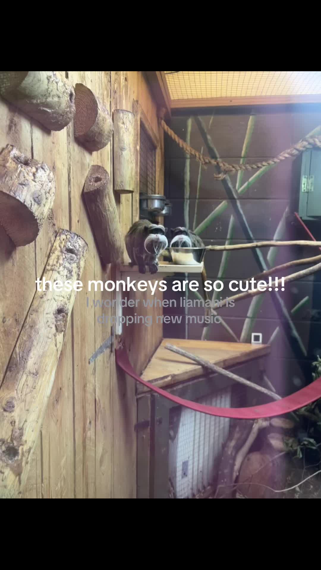 @syd 🐒ˡˢ