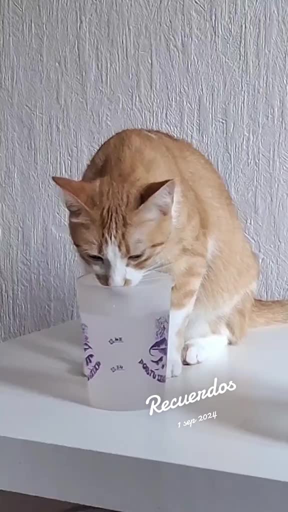 @Happy Cat