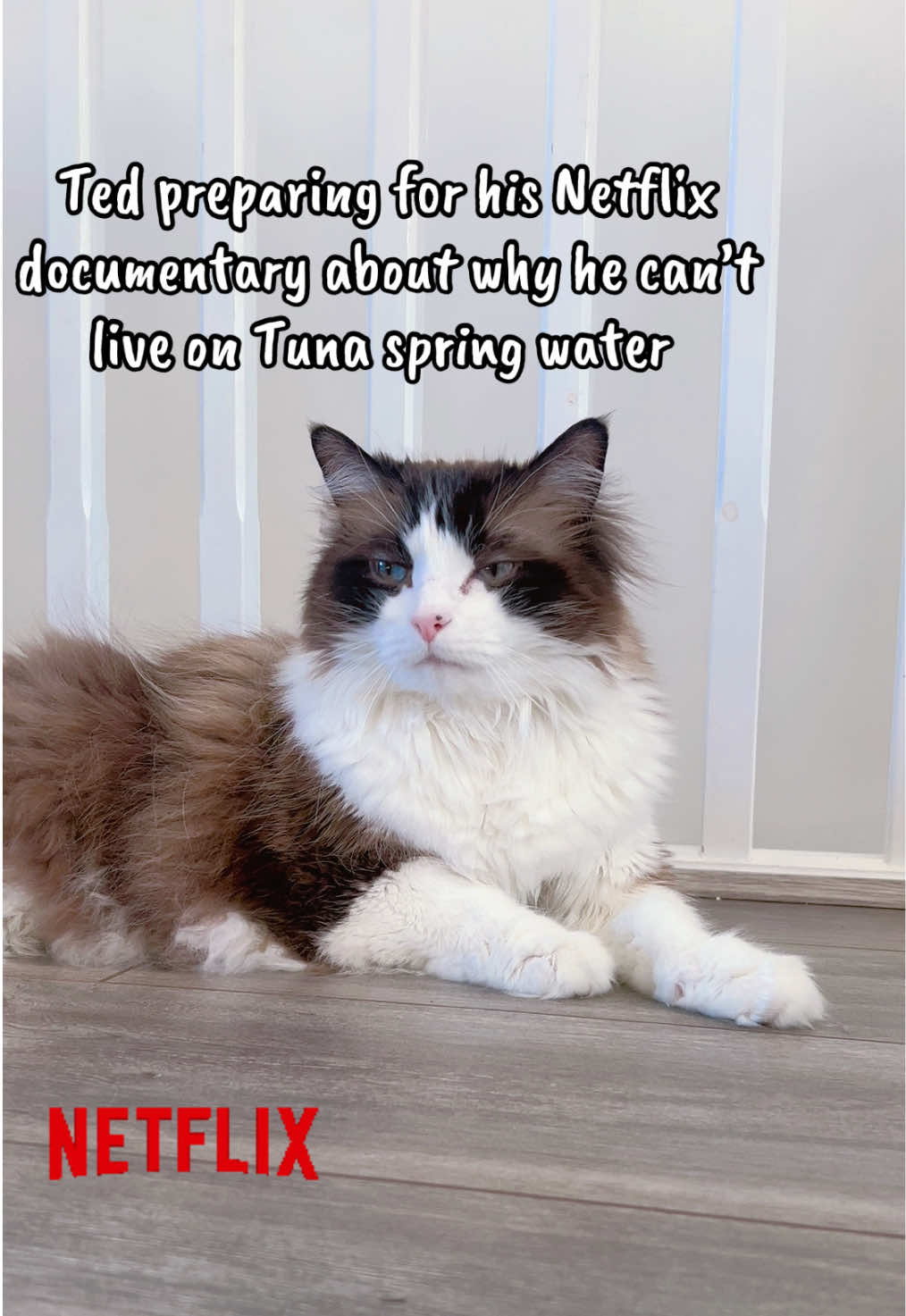 @Ted the ragdoll cat 🐾