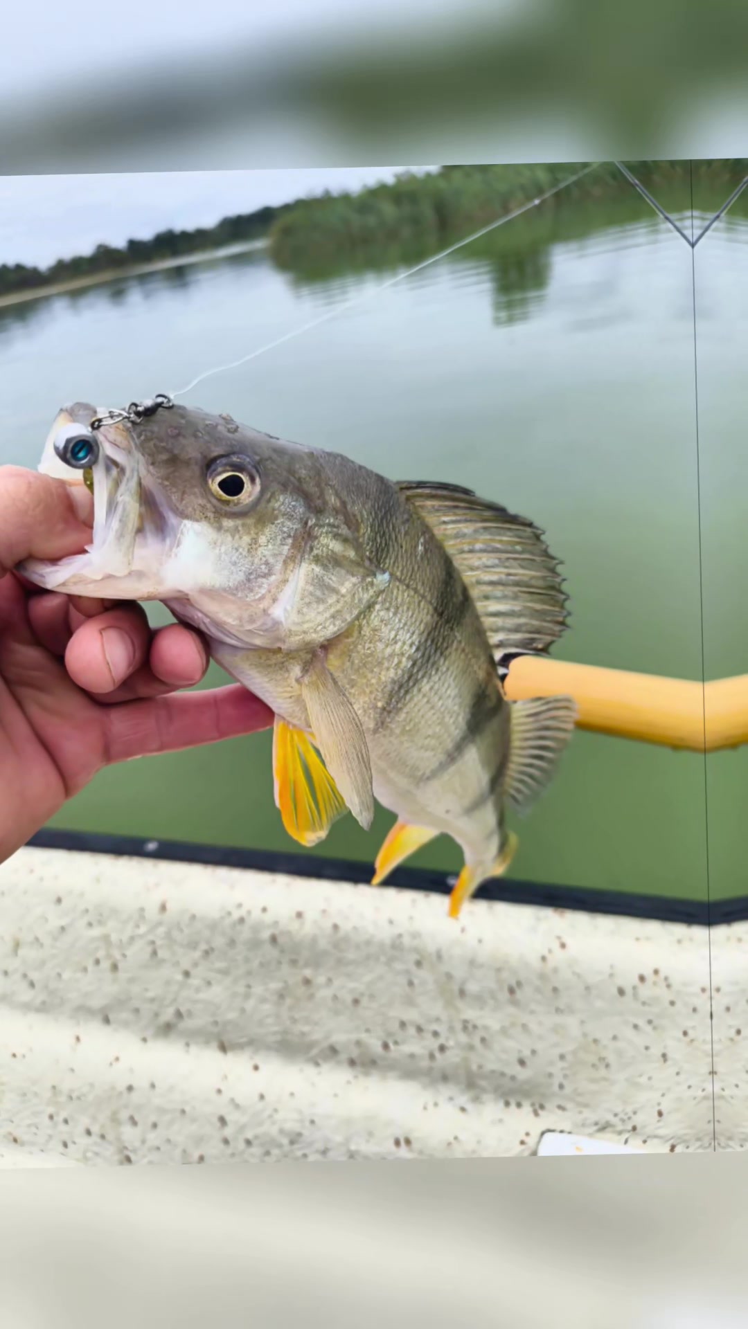 @Limestone Softbaits