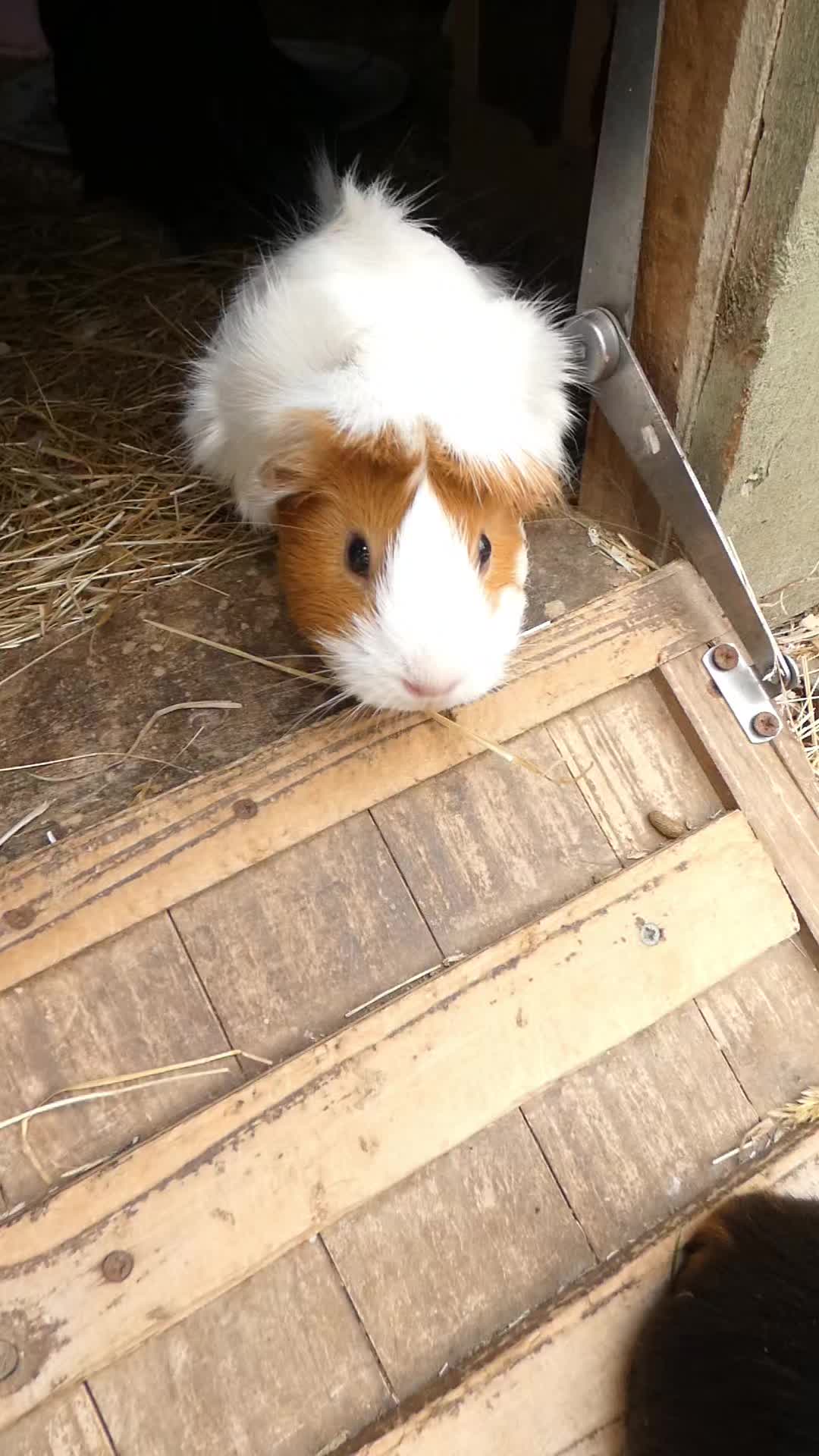 @Guinea Pig Dad