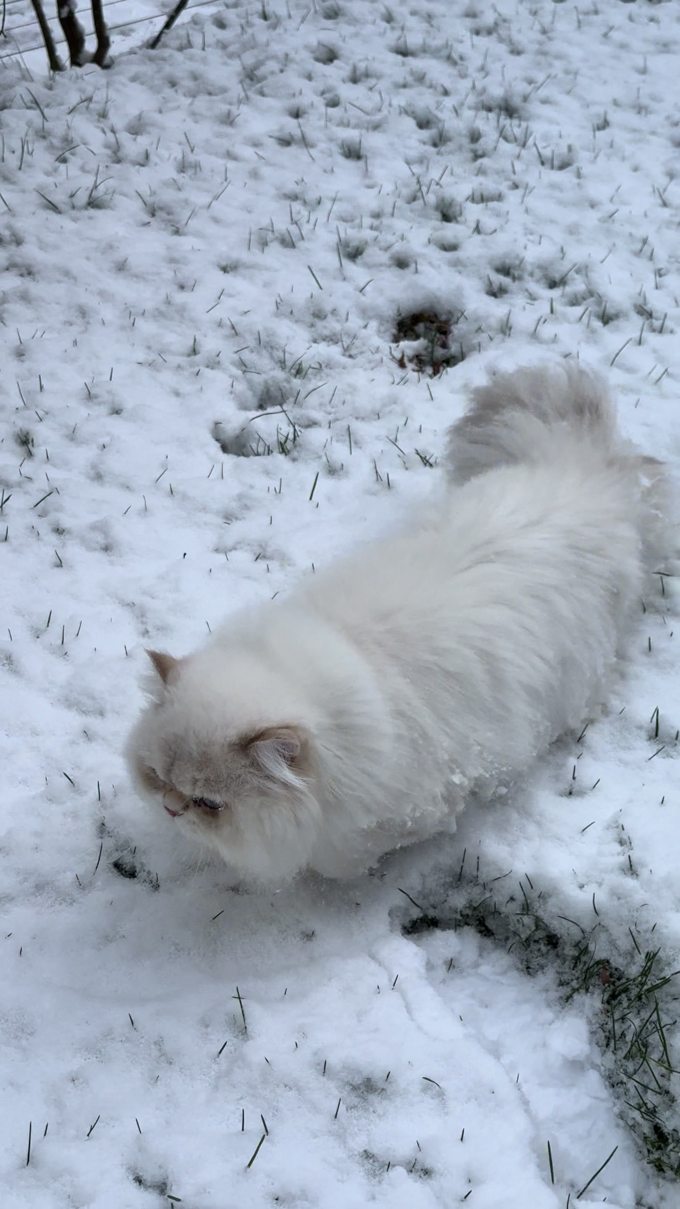 @Cattery vom Z&uuml;richberg