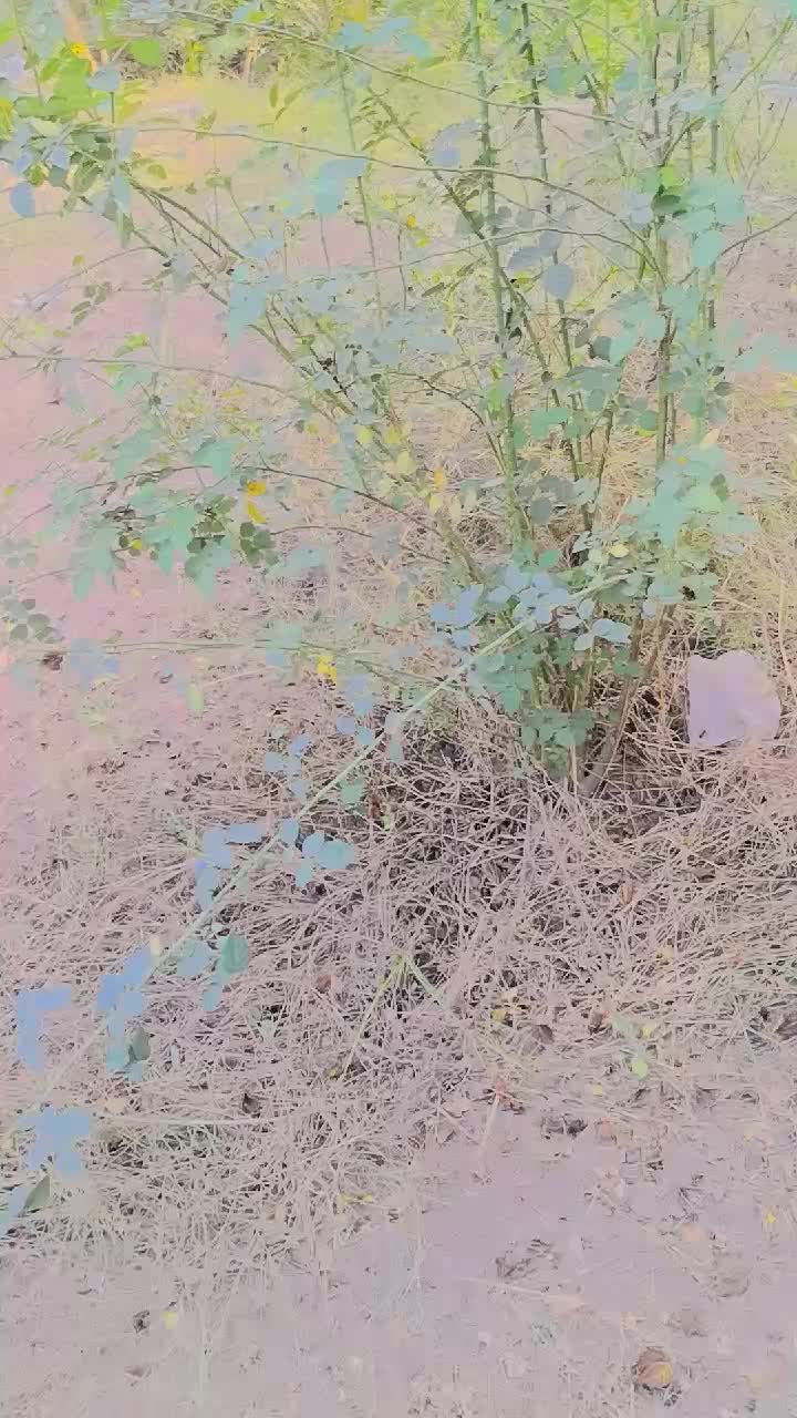 @Allah Ditta bijali 123
