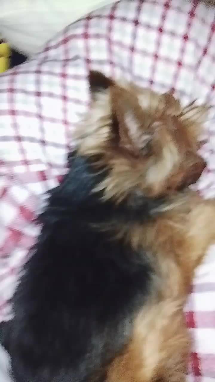 @petfamily4