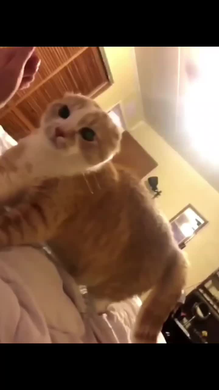 @Kitty Meow