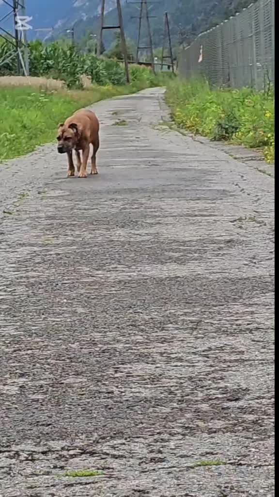 @amstaff0610rotti
