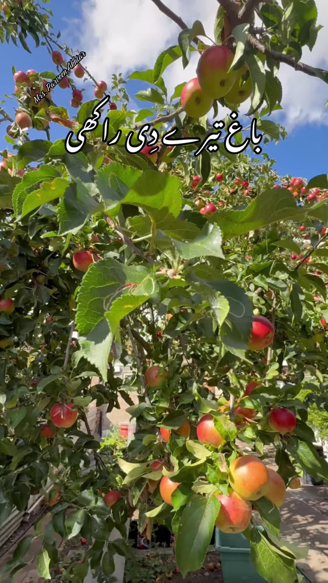 @Parveen Akhtar