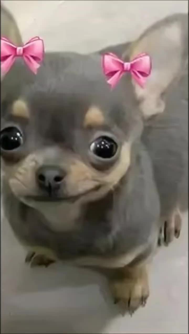 @a handsome chihuahua lover