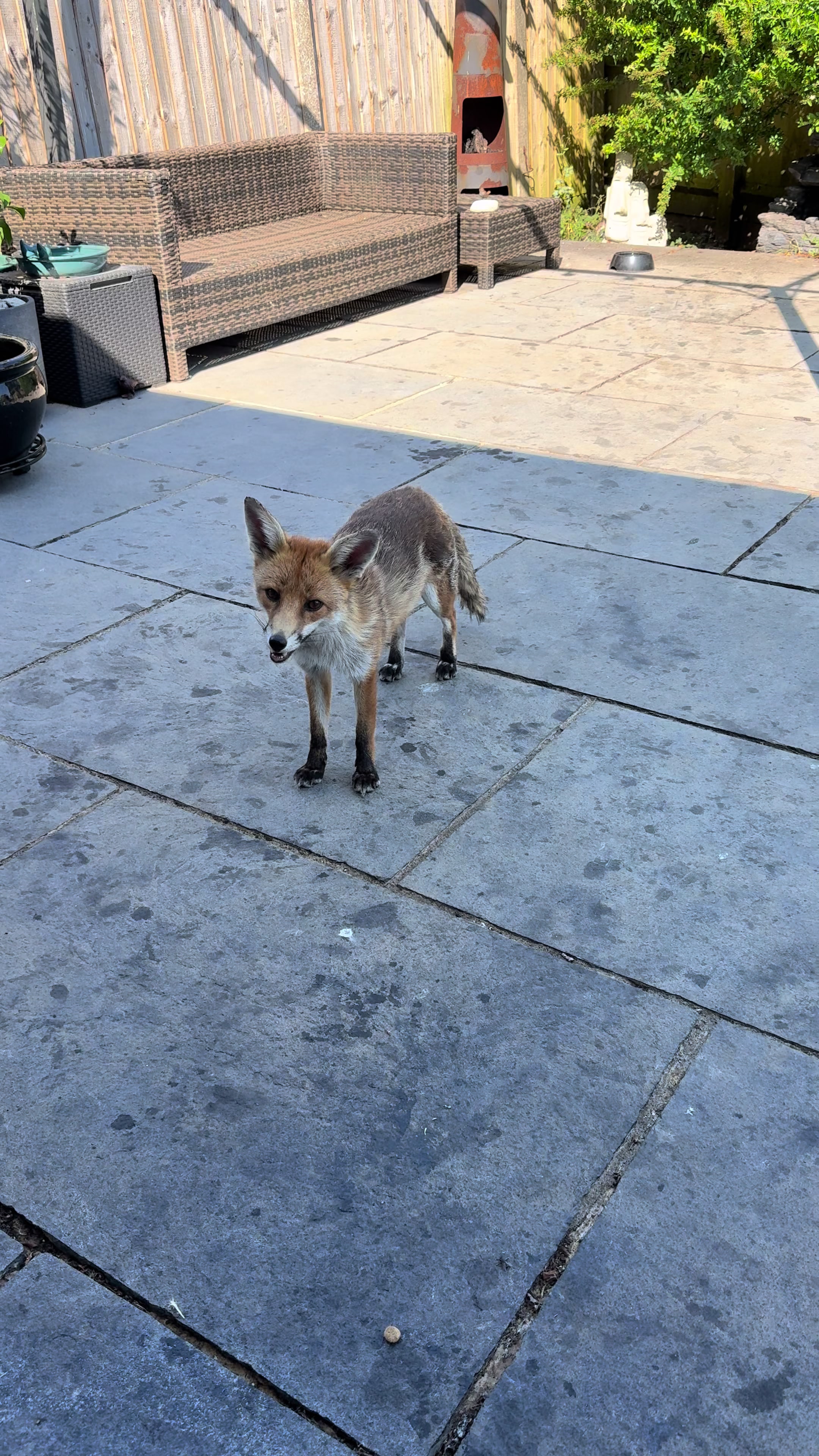 @gp_wildlife