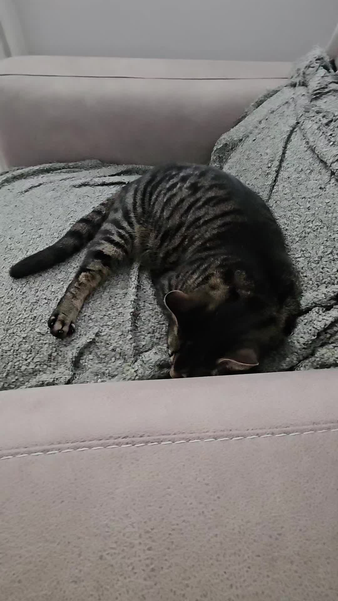 @CatmanScoop