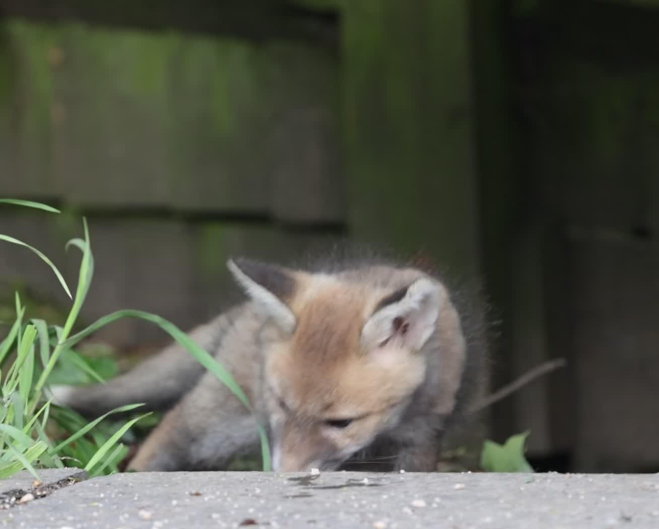 @gp_wildlife