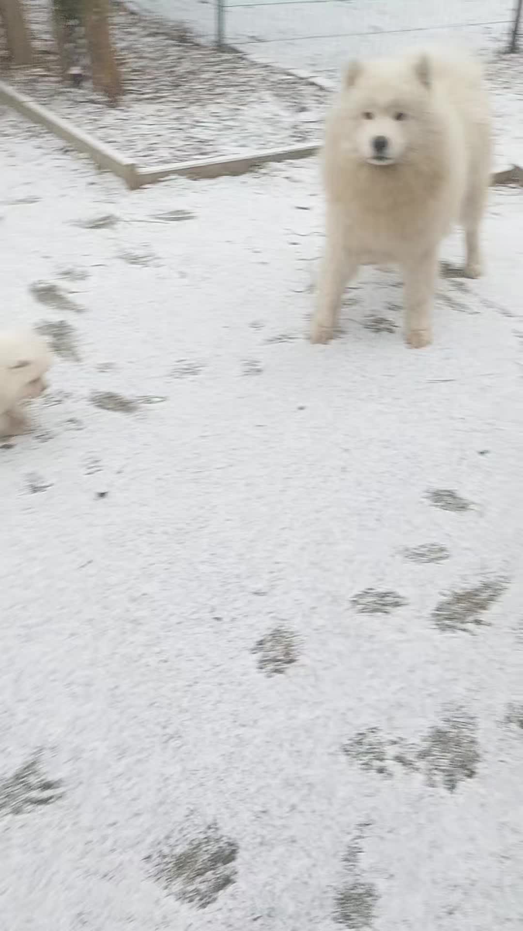 @Lovely Snow Diamonds Samoyed